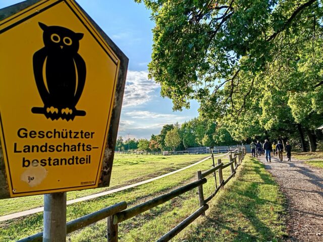 Wald Natur sein lassen🌲🌳
Letzte Woche fand N°2 unseres Waldspaziergangs mit Interessierten im Erfurter Steigerwald statt. Mit Revierförsterin Uta Krispin und dem stellvertretenden Leiter des Erfurter Umweltamts, Jens Düring, haben wir vor allem das Thema Waldwildnis beleuchtet. 
Als Erfurter Bündnisgrüne wollen wir erreichen, dass ein Stück Steigerwald aus der Nutzung genommen wird und der Wald sich dort frei entwickeln kann. 💚
Bei dem Spaziergang haben wir uns verschiedene Waldbewirtschaftungsformen im Steiger angeschaut - von der historischen Mittelwaldbewirtschaftung bis zu einem Stückchen, wo heute schon wenig gemacht wird. Deutlich wurde dabei, dass zum Erhalt einiger Arten und der biologischen Diversität an manchen Stellen Bewirtschaftung nötig ist: damit der Wald nicht verdunkelt, sondern lichtbedürftige Bäume der 2. Generation nachkommen können... und z.B. Eichenstandorte erhalten bleiben.
Wie so oft gilt: der vielfältige Mix macht einen klimaresilienten Wald aus. Wir bleiben dran und bald gibt´s das nächste Update von uns zum Thema Waldwildnis im Erfurter Steiger. 🌱🌻