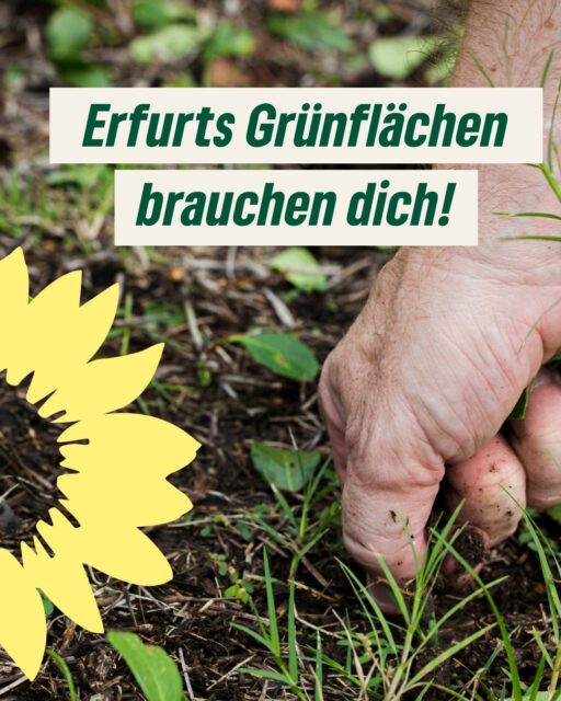 Erfurts Grünflächen brauchen dich!🌻

Immer mehr Erfurter:innen übernehmen Patenschaften für städtische Beete, Baumscheiben und Wiesen. Sie pflanzen, gießen, jäten – und zeigen, wie viel ehrenamtliches Engagement bewirken kann. 💚

Wir als Grüne Erfurt sagen: Danke für euren Einsatz!
Und wir setzen uns dafür ein, dass genau dieses Engagement mehr Sichtbarkeit, Unterstützung und Wertschätzung bekommt.

🌼Du willst selbst aktiv werden? Dann melde dich beim Garten- und Friedhofsamt:
📧 garten-amt@erfurt.de
📞 0361 655 2710

Gemeinsam machen wir Erfurt grüner. 

#Erfurt #GrüneErfurt  #Stadtgrün